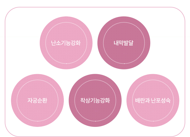난소기능강화 내막발달 자궁순환 착상기능강화 배란과 난포성숙